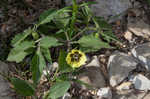 Longleaf groundcherry